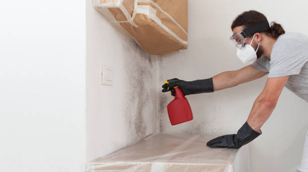 Professional Basement Mold Removal technician working in Coopersville, MI