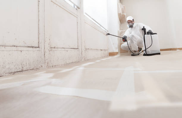 24/7 Emergency Basement Mold Removal experts in Coopersville, MI