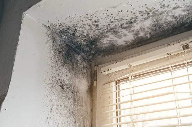 Affordable Basement Mold Removal solutions in Coopersville, MI