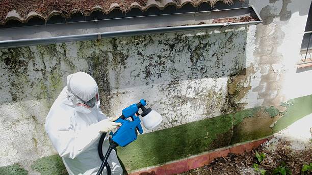 Top rated local Basement Mold Removal specialists in Coopersville, MI